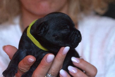 Les chiots de Staffordshire Bull Terrier