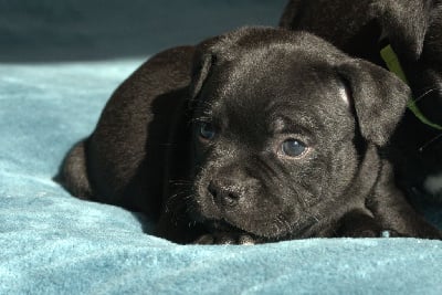 Les chiots de Staffordshire Bull Terrier