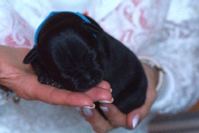 Les chiots de Staffordshire Bull Terrier