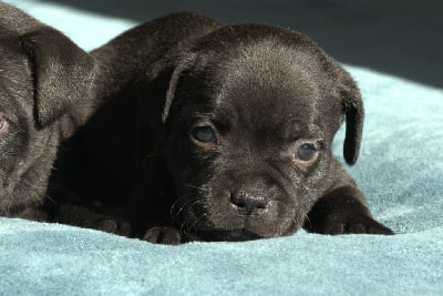 Collier bleu - Staffordshire Bull Terrier