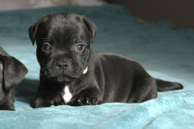 Collier jaune - Staffordshire Bull Terrier