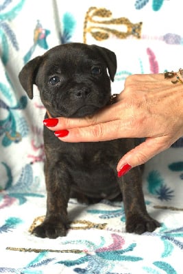 Les chiots de Staffordshire Bull Terrier