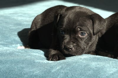 Les chiots de Staffordshire Bull Terrier