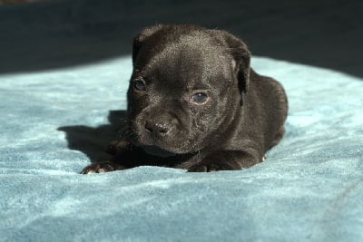 Collier noir - Staffordshire Bull Terrier