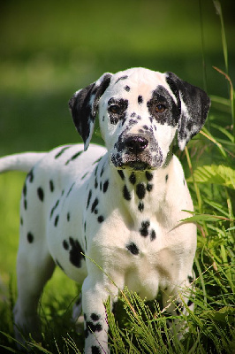 Les chiots de Dalmatien