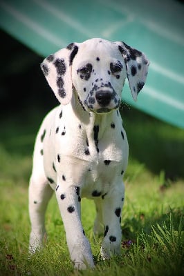 Les chiots de Dalmatien