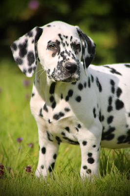 Les chiots de Dalmatien