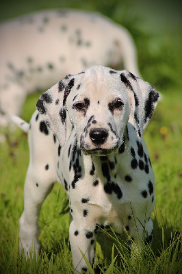 Les chiots de Dalmatien