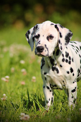 Les chiots de Dalmatien