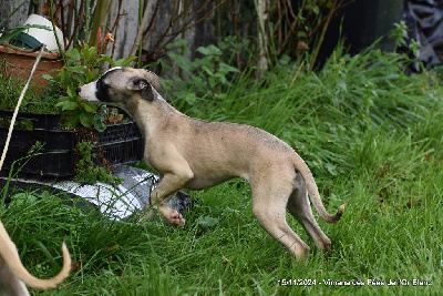 Les chiots de Whippet