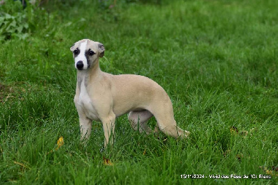 Les chiots de Whippet