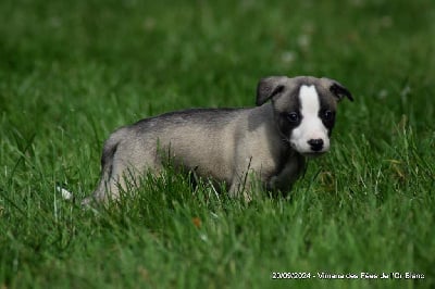 Les chiots de Whippet