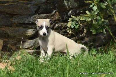 Les chiots de Whippet