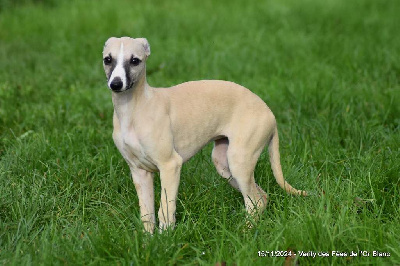 Les chiots de Whippet