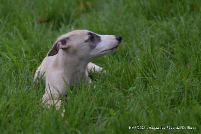 Les chiots de Whippet