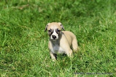 Les chiots de Whippet