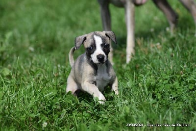 Les chiots de Whippet