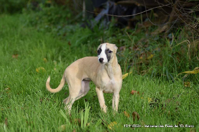 Les chiots de Whippet