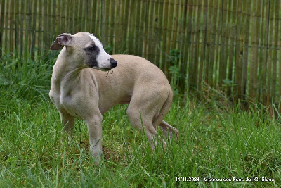 Les chiots de Whippet