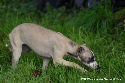 Les chiots de Whippet