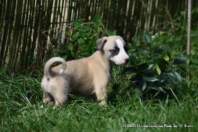 Les chiots de Whippet