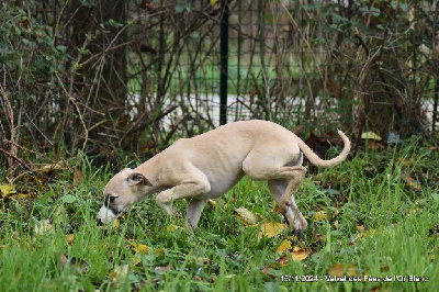 Les chiots de Whippet