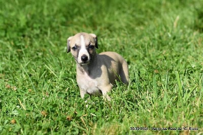 Les chiots de Whippet