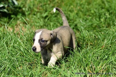 Les chiots de Whippet