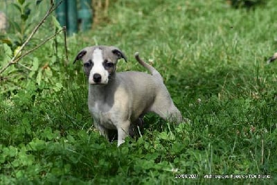 Les chiots de Whippet