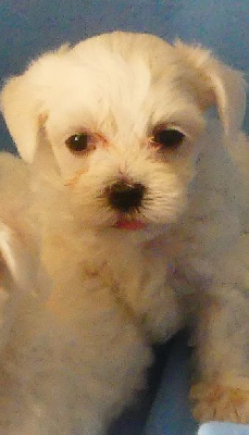 Les chiots de Bichon maltais