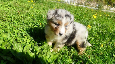 Les chiots de Berger Australien