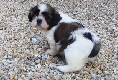 CHIOT 3 - Shih Tzu