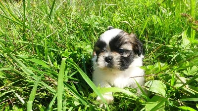 Les chiots de Shih Tzu