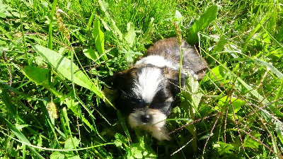 Les chiots de Shih Tzu