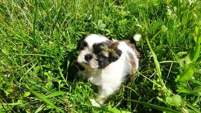 Les chiots de Shih Tzu