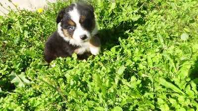 Les chiots de Berger Australien