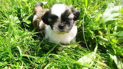 Les chiots de Shih Tzu