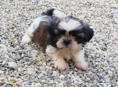 CHIOT 2 - Shih Tzu