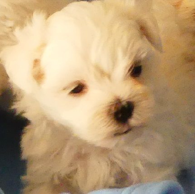 CHIOT 4 - Bichon maltais