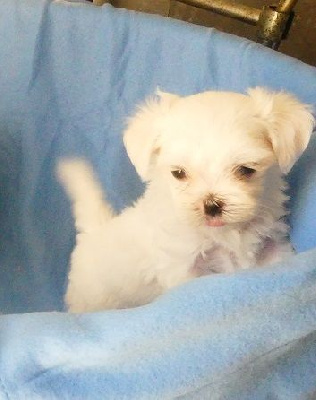 CHIOT 3 - Bichon maltais