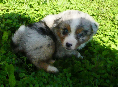 Les chiots de Berger Australien