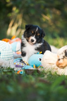 Les chiots de Berger Australien