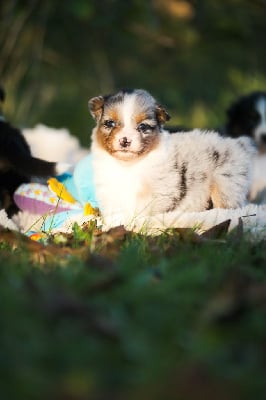 Les chiots de Berger Australien