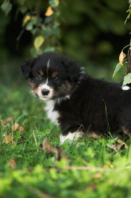 Les chiots de Berger Australien