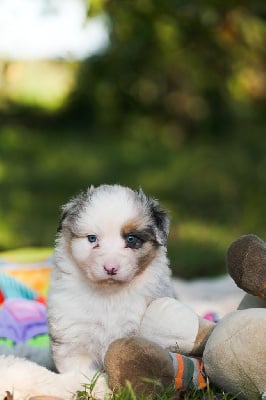 Les chiots de Berger Australien