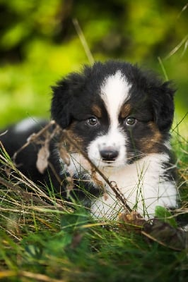 Les chiots de Berger Australien