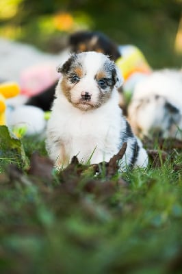 Les chiots de Berger Australien