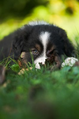 Les chiots de Berger Australien