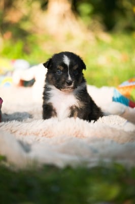 Les chiots de Berger Australien