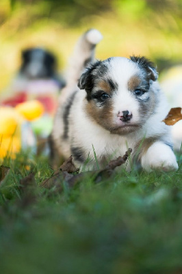 Les chiots de Berger Australien